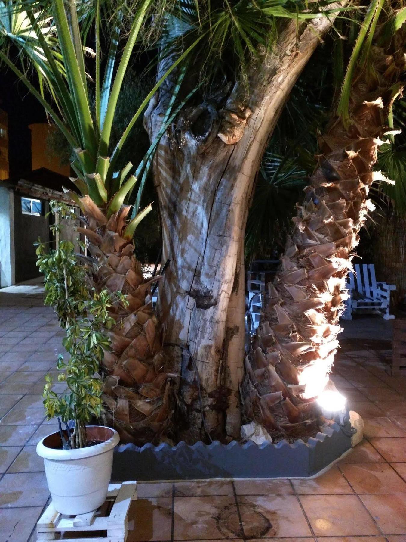 Nwt Paradise Urban Hostel Alicante Extérieur photo